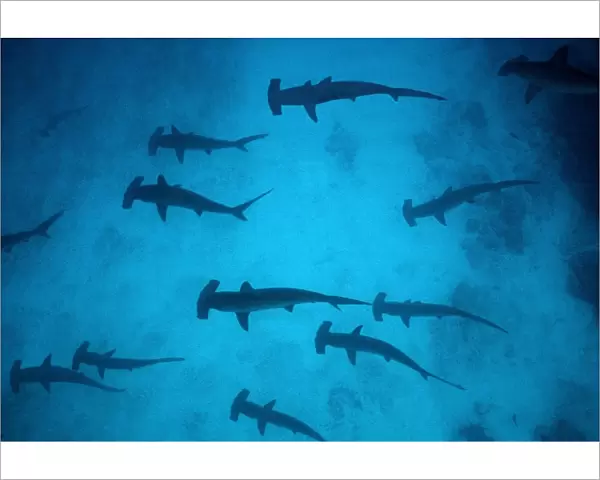 Scalloped Hammerhead Sharks - These sharks congregate around offshore reefss during daytime, feeding at night. Galapagos Islands, Equador. SSH-008