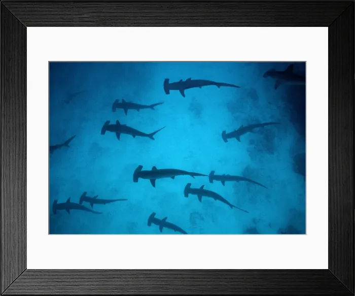 Framed Print : Scalloped Hammerhead Sharks - These sharks congregate around offshore reefss during daytime, feeding at night. Galapagos Islands, Equador. SSH-008 Framed Print : Scalloped Hammerhead Sharks - These sharks congregate around offshore reefss during daytime, feeding at night. Galapagos Islands, Equador. SSH-008