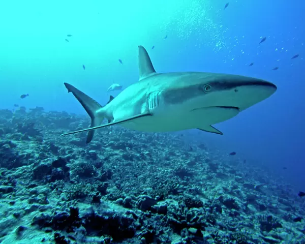 Grey Reef shark - in the Tumotos, French Polynesia. There are thousands of these sharks living in the passes into the lagoons. They are a great tourist attraction