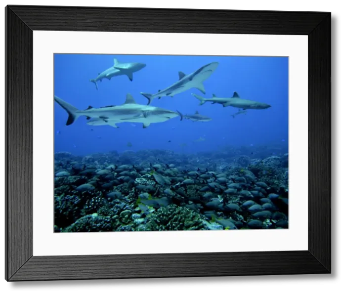Framed Print : Grey Reef Sharks - Swim over a school of Paddle Tail snapper who huddle into the coral for protection. Tumotos, French Polynesia