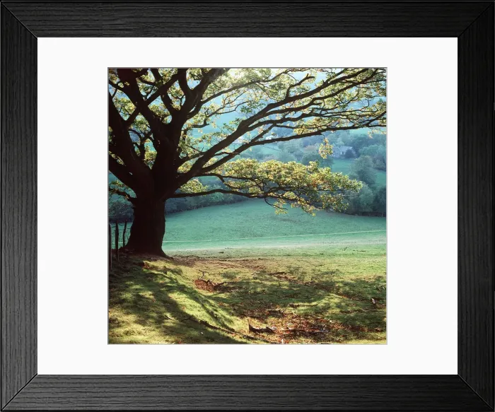 Framed Print : Oak TREE - Early Autumn Framed Print : Oak TREE - Early Autumn