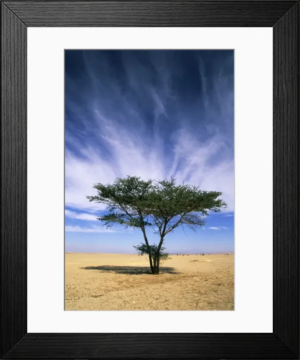 Framed Print : Egypt - typical midday scene with Acacia trees in Arabian desert approx. 50 km from Hurghada town (Red Sea shore); January Eg39. 0281 Framed Print : Egypt - typical midday scene with Acacia trees in Arabian desert approx. 50 km from Hurghada town (Red Sea shore); January Eg39. 0281
