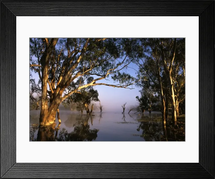 Framed Print : River Red Gum - Flooded in Cuba (Kooba) Lagoon, Murrumbidgee River Cuba (Kooba) Lagoon, Murrumbidgee River, New South Wales, Australia LAW00393 Framed Print : River Red Gum - Flooded in Cuba (Kooba) Lagoon, Murrumbidgee River Cuba (Kooba) Lagoon, Murrumbidgee River, New South Wales, Australia LAW00393