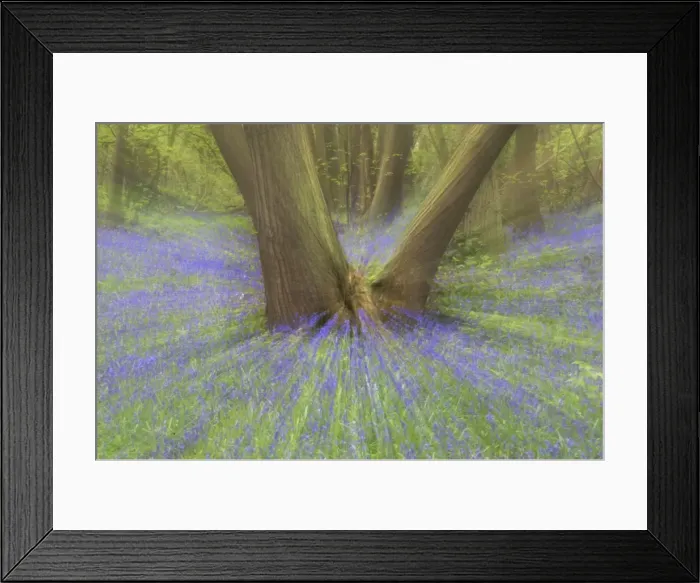 Framed Print : Bluebells, Norsey Wood, Essex, UK Zoom blurs (not digitally manipulated) PL000151 Framed Print : Bluebells, Norsey Wood, Essex, UK Zoom blurs (not digitally manipulated) PL000151