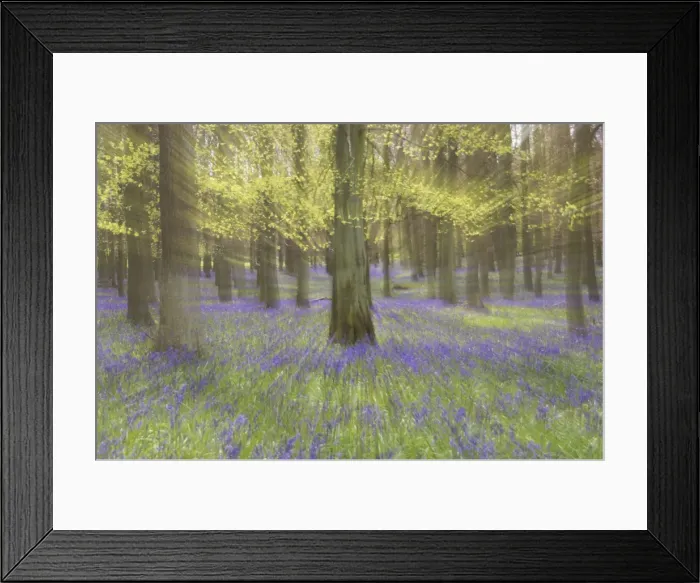 Framed Print : Bluebells - in Beech Woodland, Dockey Wood, Herts, UK Zoom blurs - no digital manipulation PL000176 Framed Print : Bluebells - in Beech Woodland, Dockey Wood, Herts, UK Zoom blurs - no digital manipulation PL000176