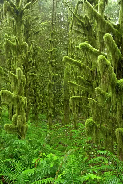 Moss Covered old growth forest Tillamook area, Oregon, USA LA001027