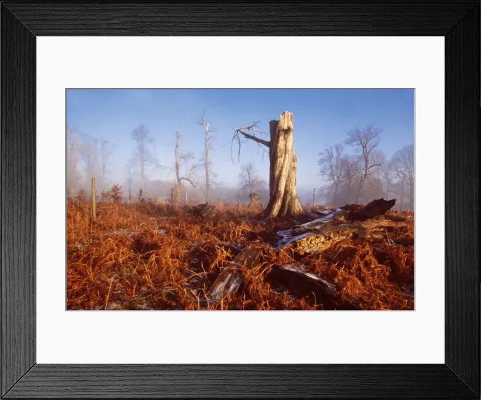Framed Print : HURRICANE. DAD-492. HURRICANE. Knole Park, Sevenoaks, UK Framed Print : HURRICANE. DAD-492. HURRICANE. Knole Park, Sevenoaks, UK