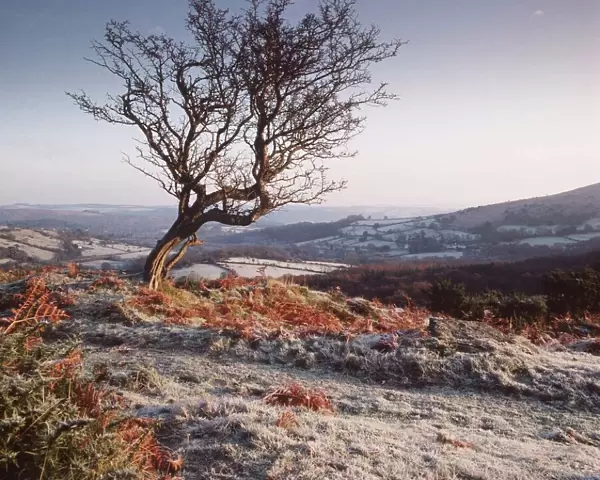 Frosty scene - wind-shaped Hawthorn tree