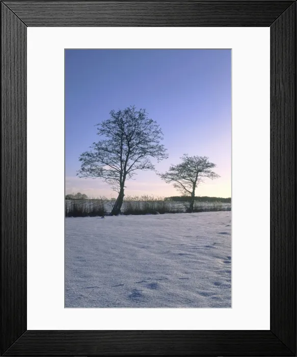 Framed Print : Snowscene Grazing meadow with reed in dyke and Alder trees Norfolk UK Framed Print : Snowscene Grazing meadow with reed in dyke and Alder trees Norfolk UK
