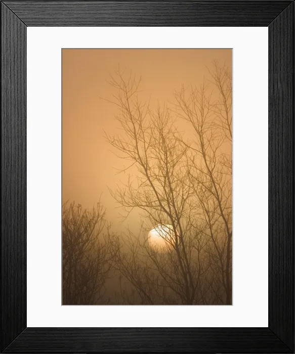 Framed Print : Misty Sunrise Through Bare Poplar Branches in Winter Norfolk UK Framed Print : Misty Sunrise Through Bare Poplar Branches in Winter Norfolk UK