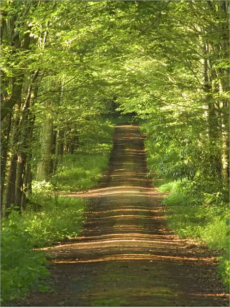 Woodland path with shafts of sunshine