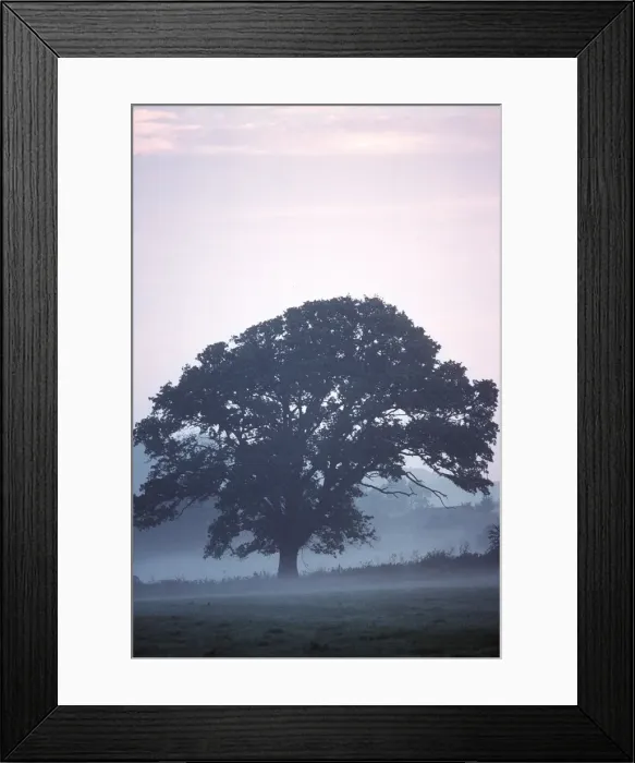 Framed Print : ENGLISH OAK - In mist Framed Print : ENGLISH OAK - In mist