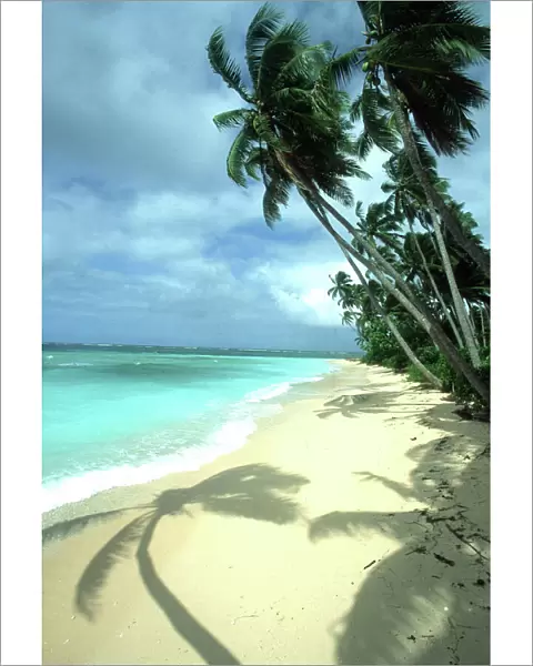 FIJI - Taveuni Island, Beach, Coconut Palms & Shadow