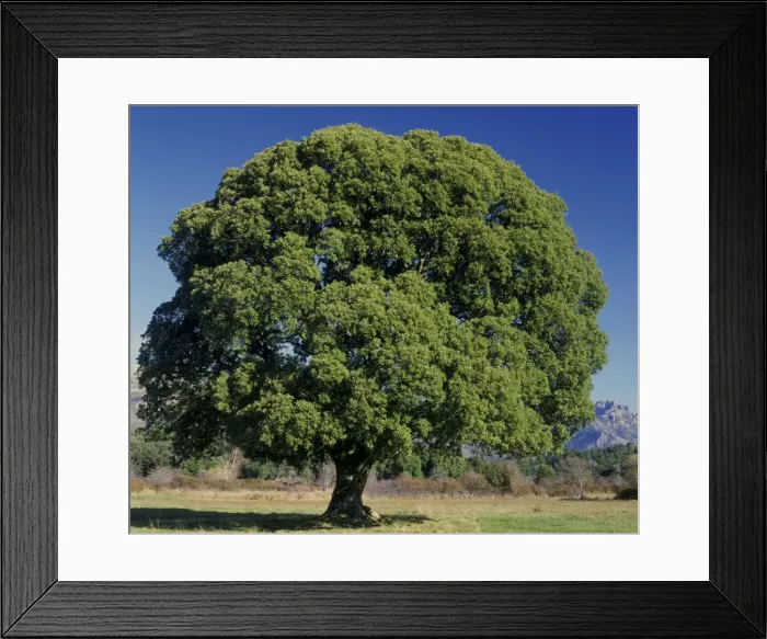Framed Print : Oak Corsica Framed Print : Oak Corsica
