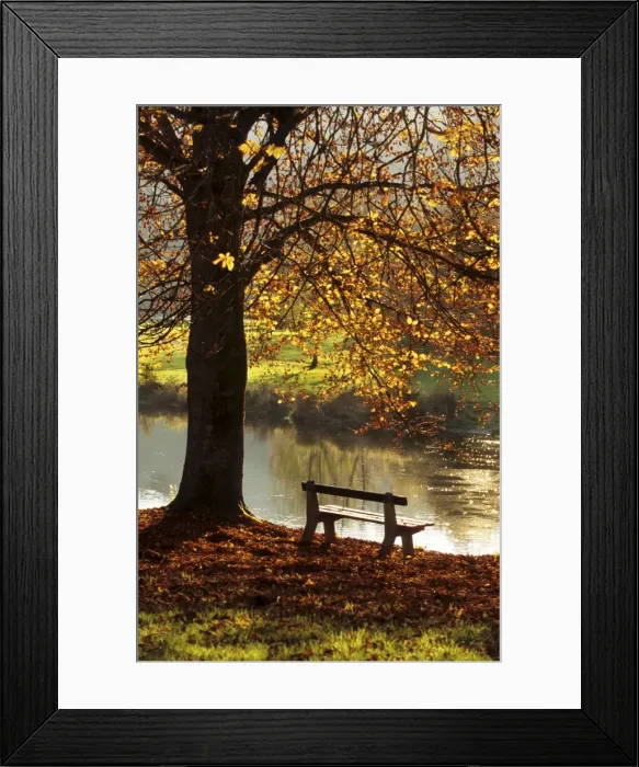 Framed Print : Belgium - Bench in park in autumn by beech tree and lake Belgium Framed Print : Belgium - Bench in park in autumn by beech tree and lake Belgium