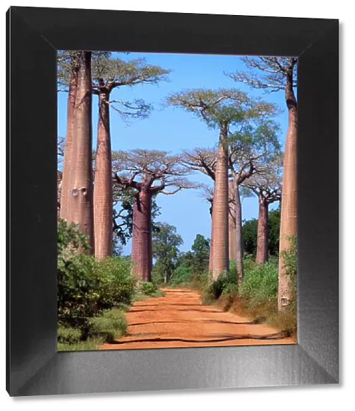 Baobab Tree Madagascar