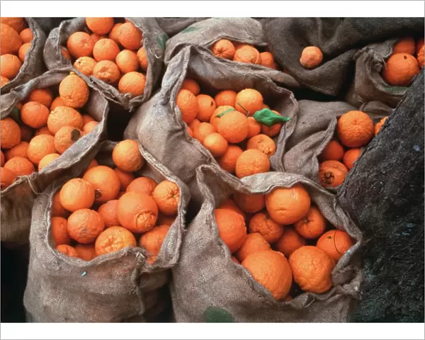 ORANGES IN SACKS - under an olive tree ready for transporting