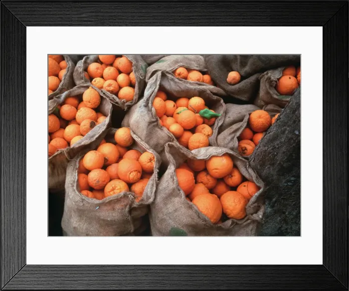 Framed Print : ORANGES IN SACKS - under an olive tree ready for transporting Framed Print : ORANGES IN SACKS - under an olive tree ready for transporting