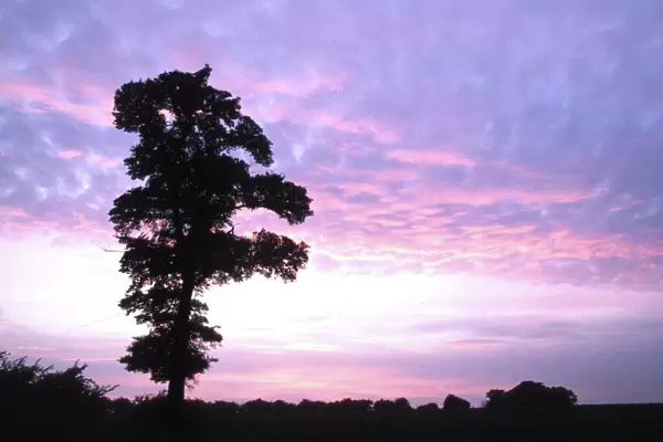 ENGLISH ELM - silhouette at sunset