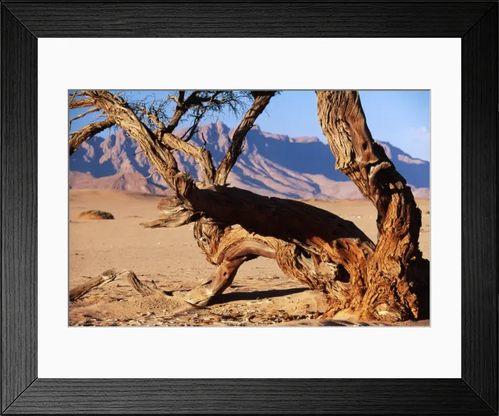 Framed Print : NAMIBIA - CAMELTHORN TREE Framed Print : NAMIBIA - CAMELTHORN TREE
