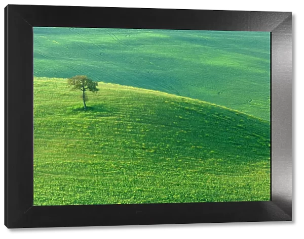 Individual tree growing on green hill Val d Orcia, Tuscany, Italy