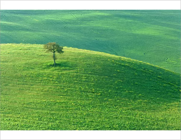 Individual tree growing on green hill Val d Orcia, Tuscany, Italy