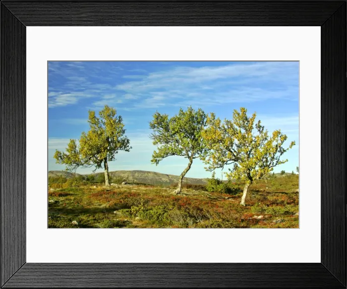 Framed Print : Autum tundra colourful mountain plateau with crippled mountain birch trees Venabygdfjaell, Hedmark, Norway