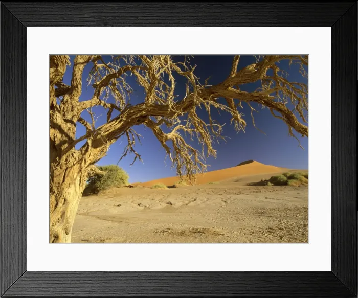 Framed Print : Namib desert dead camelthorn tree and red dune at Sossusvlei Sossusvlei, Namib Naukluft Park, Namibia, Africa Framed Print : Namib desert dead camelthorn tree and red dune at Sossusvlei Sossusvlei, Namib Naukluft Park, Namibia, Africa
