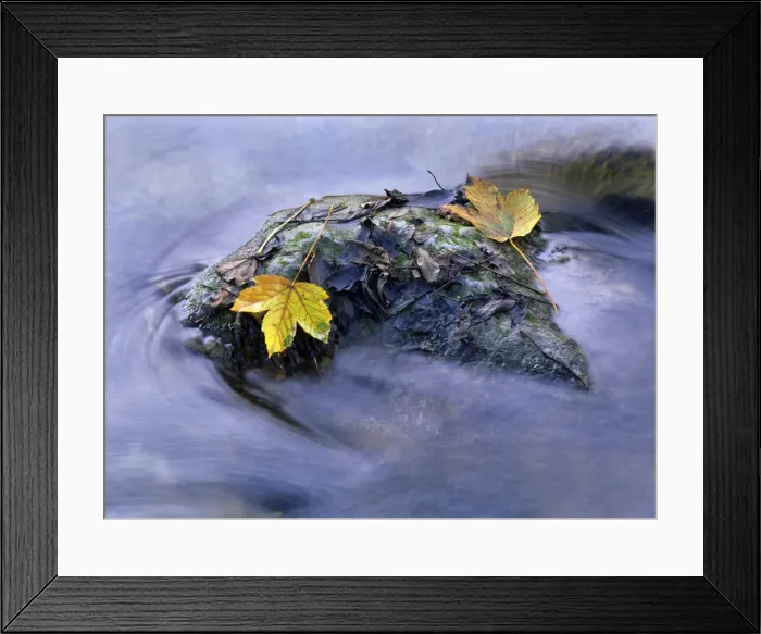 Framed Print : Yellow coloured maple leaves stranded on a rock located in a creek Baden-Wuerttemberg, Germany Framed Print : Yellow coloured maple leaves stranded on a rock located in a creek Baden-Wuerttemberg, Germany