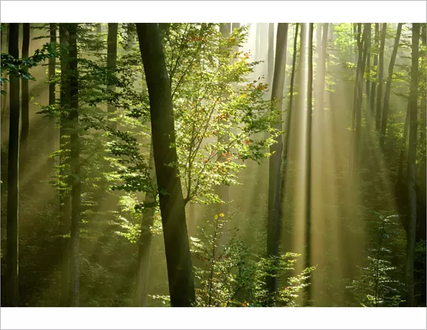 Mist in forest sunrays breaking through autumn forest Baden-Wuerttemberg, Germany