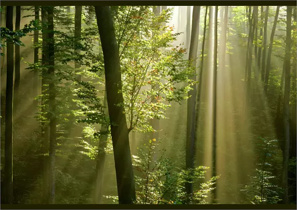 Mist in forest sunrays breaking through autumn forest Baden-Wuerttemberg, Germany