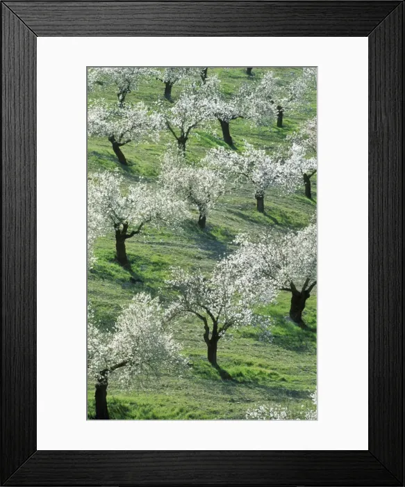 Framed Print : Almond Tree - Cultivation near the town of Alhama de Granada; in full blossom in February. Province of Granada, Andalucia, Spain