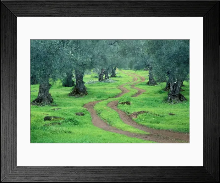 Framed Print : Olive Tree - Cultivation in the Sierra Morena. Province of Huelva, Andalucia, Spain Framed Print : Olive Tree - Cultivation in the Sierra Morena. Province of Huelva, Andalucia, Spain