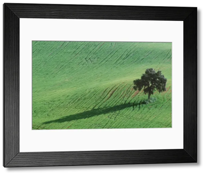 Framed Print : HOLM OAK - In a cultivated field Framed Print : HOLM OAK - In a cultivated field