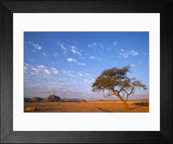 Framed Print : Namibia - Camelthorn Tree (Acacia erioloba) in a dry riverbed Namib Desert Framed Print : Namibia - Camelthorn Tree (Acacia erioloba) in a dry riverbed Namib Desert