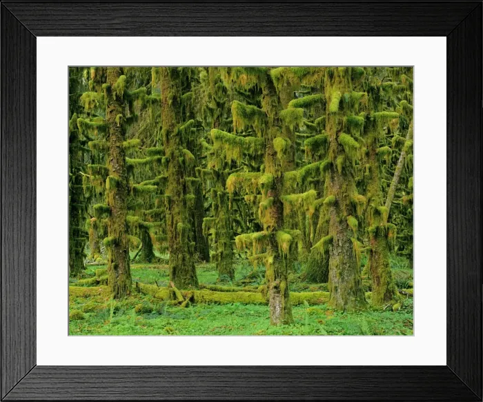 Framed Print : Rain Forest - moss covered Sitka Spruce Trees Olympic National Park, Washington, USA. SX761 Framed Print : Rain Forest - moss covered Sitka Spruce Trees Olympic National Park, Washington, USA. SX761