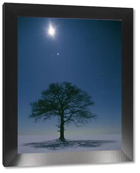 Oak Tree - night landscape in winter with moonlight