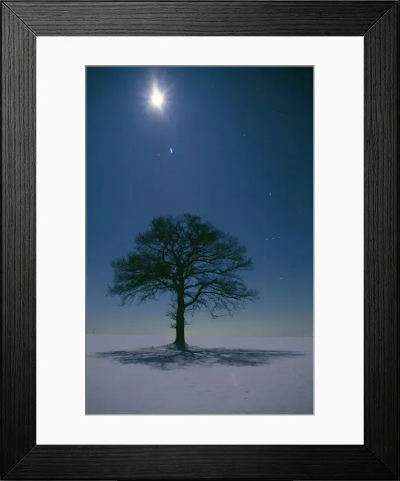 Framed Print : Oak Tree - night landscape in winter with moonlight Framed Print : Oak Tree - night landscape in winter with moonlight