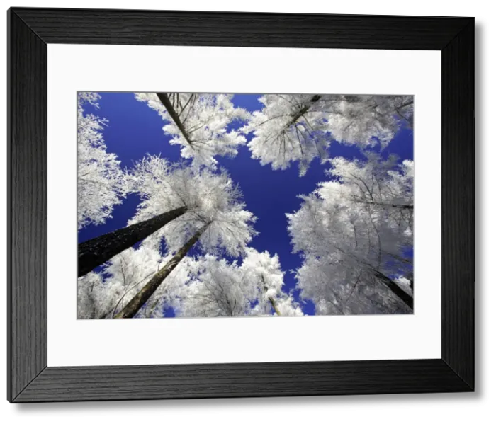 Framed Print : Larch Trees - Covered with snow and frost in winter. Meissner Hills, North Hessen, Germany Framed Print : Larch Trees - Covered with snow and frost in winter. Meissner Hills, North Hessen, Germany