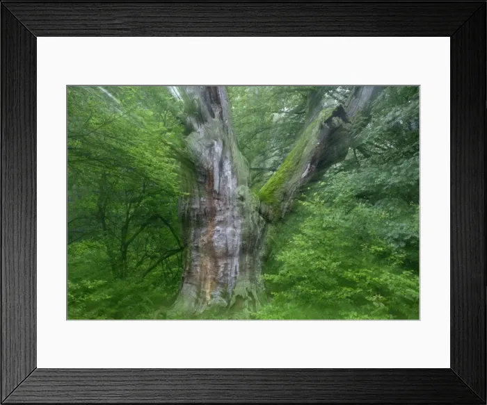 Framed Print : Ancient Oak Tree - In summer morning mist Sababurg, North Hessen, Germany Framed Print : Ancient Oak Tree - In summer morning mist Sababurg, North Hessen, Germany