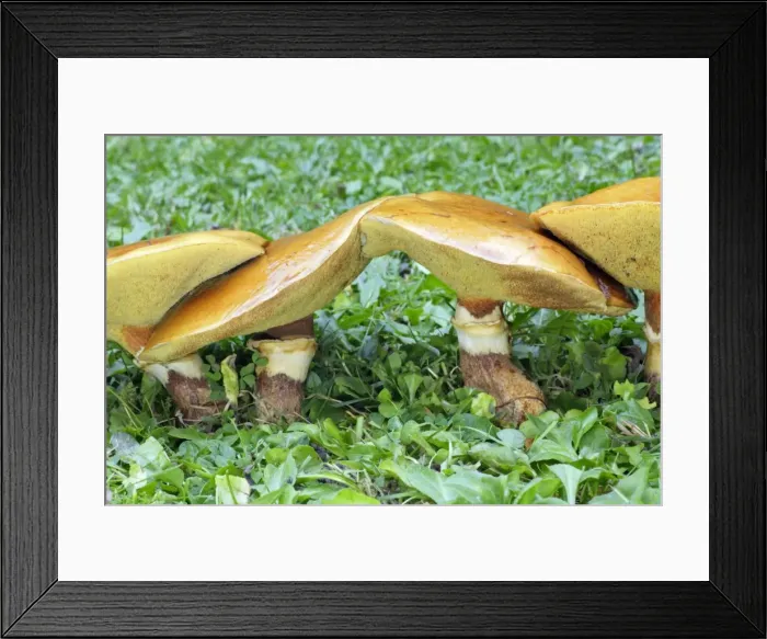 Framed Print : Larch Bolete Fungus - growing on lawn at base of larch tree. Lower Saxony, Germany Framed Print : Larch Bolete Fungus - growing on lawn at base of larch tree. Lower Saxony, Germany