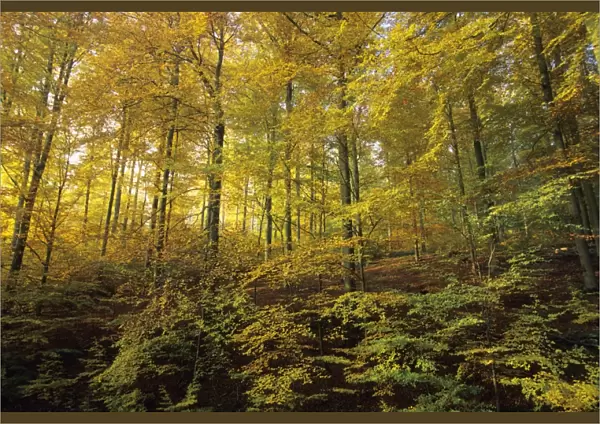 Beech Forest - in autumn colour Lower Saxony, Germany