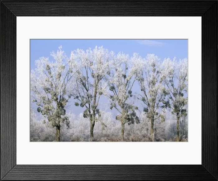 Framed Print : MISTLETOE - on line of Poplar trees Framed Print : MISTLETOE - on line of Poplar trees