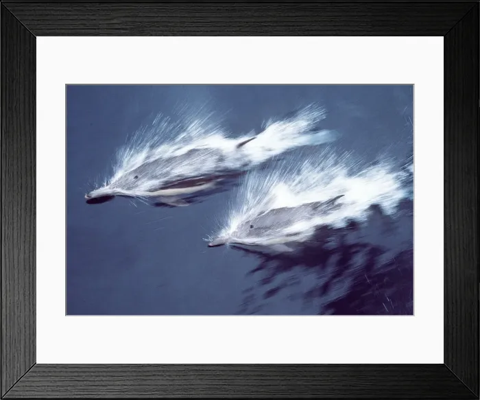 Framed Print : COMMON DOLPHIN - two Framed Print : COMMON DOLPHIN - two