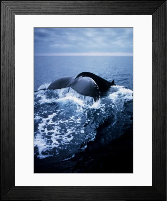 Framed Print : HUMPBACK WHALE - TAIL Framed Print : HUMPBACK WHALE - TAIL