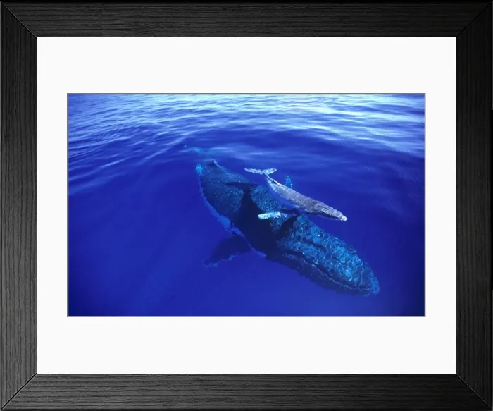 Framed Print : JLR06266. AUS-1175. Humpback whale (Megaptera novaeangliae) female and week-old calf Framed Print : JLR06266. AUS-1175. Humpback whale (Megaptera novaeangliae) female and week-old calf