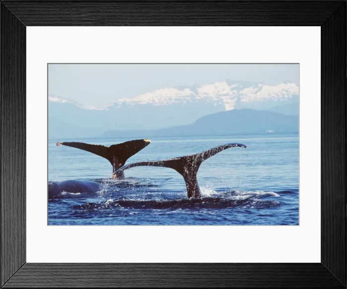Framed Print : HUMPBACK WHALES - x two, tails Framed Print : HUMPBACK WHALES - x two, tails