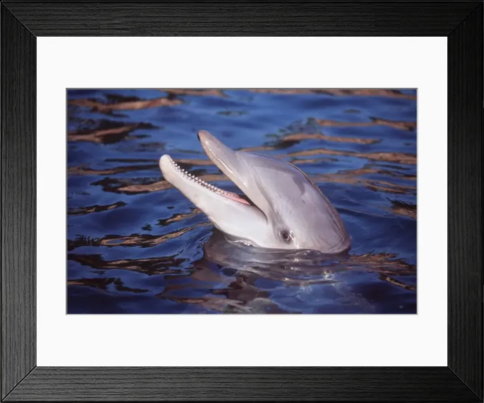 Framed Print : BOTTLENOSE DOLPHIN - head out of water Framed Print : BOTTLENOSE DOLPHIN - head out of water