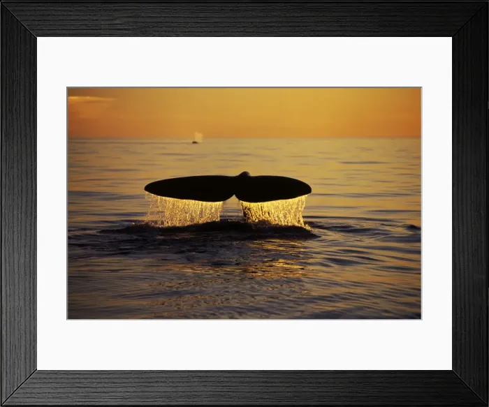 Framed Print : Northern Right whale - Diving; sunset, Bay of Fundy, New Brunswick, Canada CH 570 Framed Print : Northern Right whale - Diving; sunset, Bay of Fundy, New Brunswick, Canada CH 570