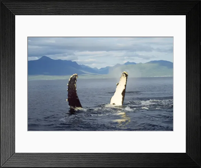 Framed Print : Humpback Whale - flipper slapping Alaska Framed Print : Humpback Whale - flipper slapping Alaska